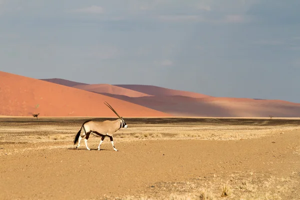 Sossusvlei parku, Namibia — Zdjęcie stockowe