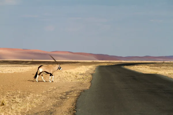 Sossusvlei parkban, Namíbia — Stock Fotó