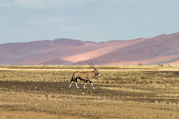 Parc Sossusvlei, Namibie — Photo