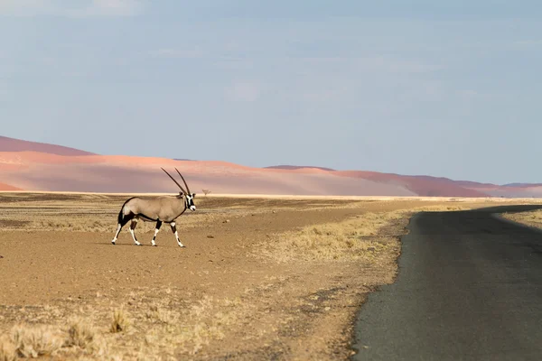 Sossusvlei parku, Namibia — Zdjęcie stockowe