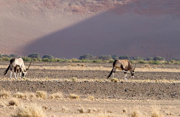 Parc Sossusvlei, Namibie — Photo