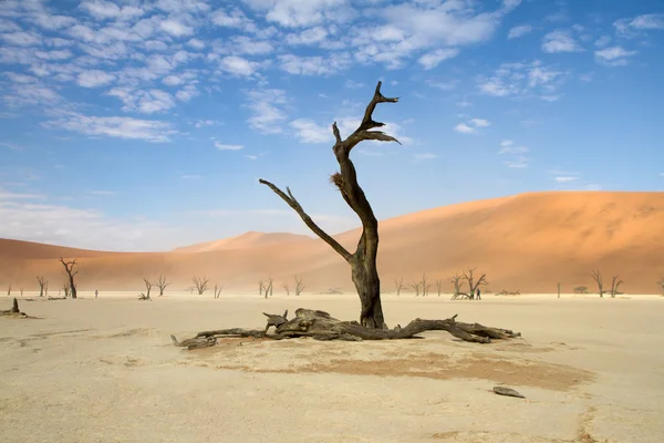 Sossusvlei park, Namibia — Stock Photo, Image