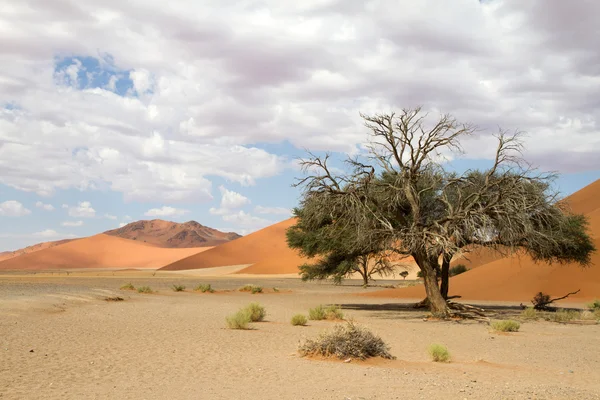 Sossusvlei, pustynia 45, Namibia — Zdjęcie stockowe