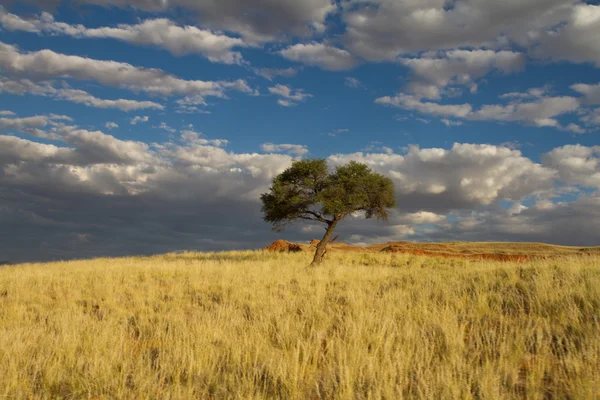 Árbol solitario — Foto de Stock