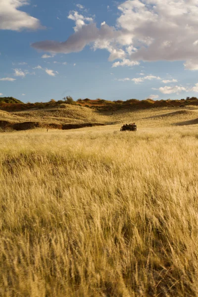 Safari in Namibia — Stockfoto