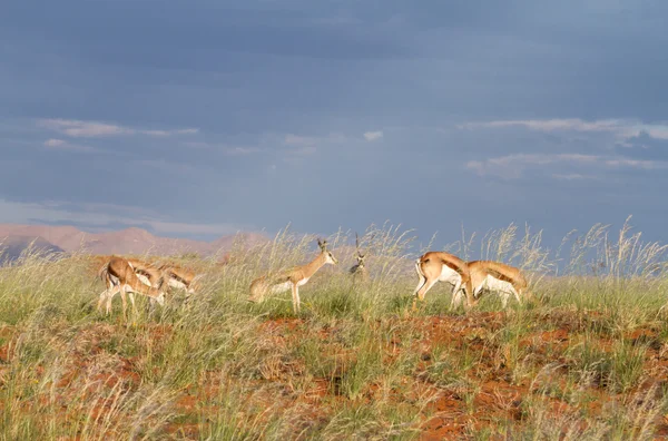 Springbok Na vida selvagem, Namíbia — Fotografia de Stock