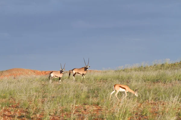 Springbock und Oryx, Namibia — Stockfoto