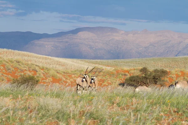 Oryx w dzikich zwierząt, Namibia — Zdjęcie stockowe
