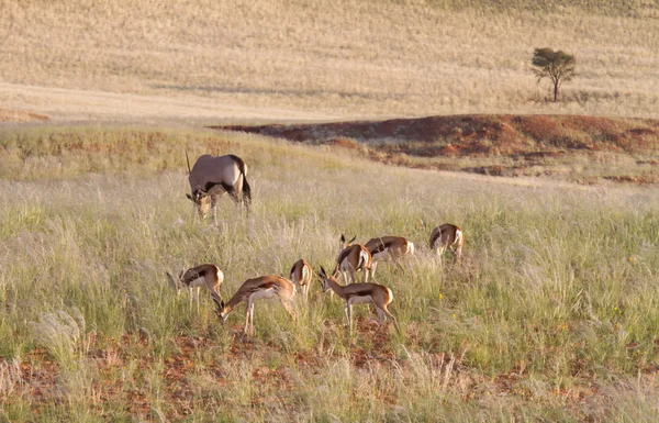 Springbok i oryx w dzikich zwierząt, Namibia — Zdjęcie stockowe