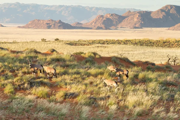 Oryx w dzikich zwierząt, Namibia — Zdjęcie stockowe