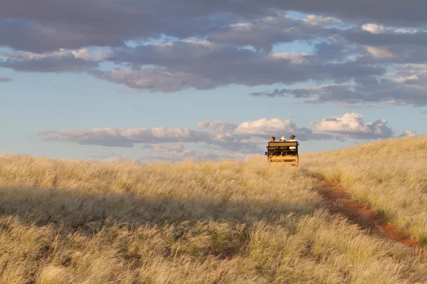 Safari w Namibii — Zdjęcie stockowe