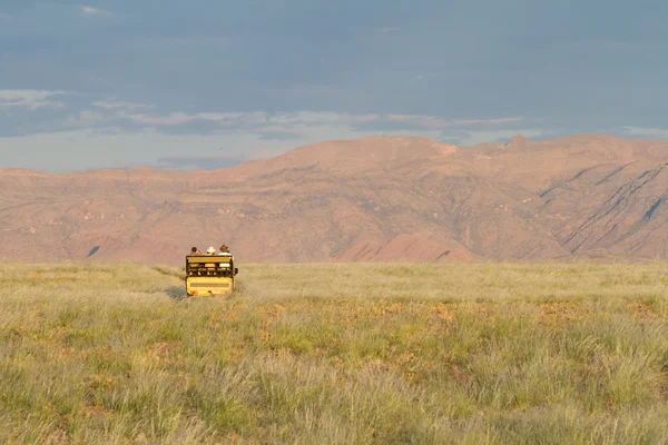 Safari in Namiba — Stock Photo, Image