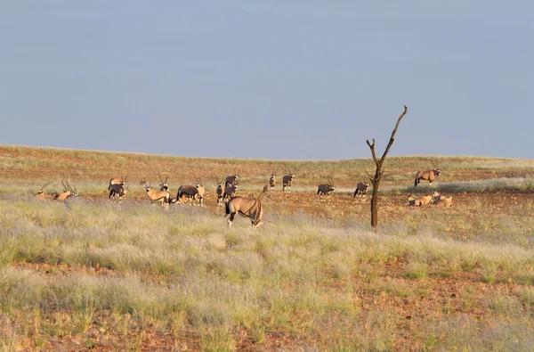 羚羊，纳米比亚 — 图库照片