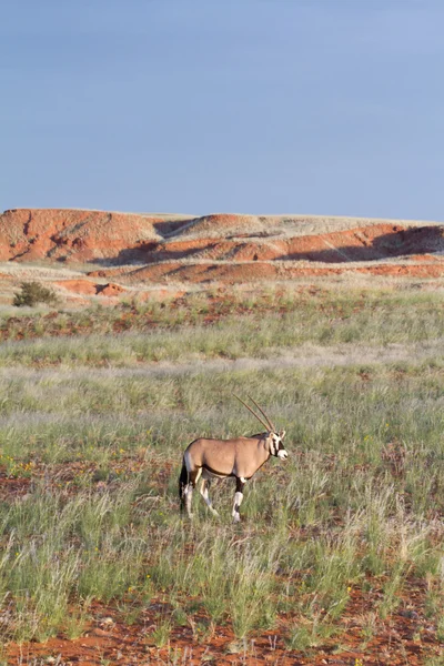 Oryx, Namibia —  Fotos de Stock