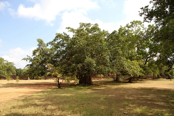 무화과나무 Benjamina 거 대 한 나무 — 스톡 사진