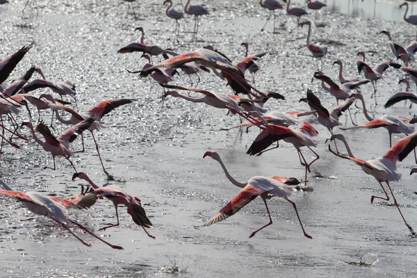 Red flamingos — Stock Photo, Image