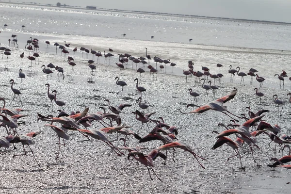 Red flamingos — Stock Photo, Image