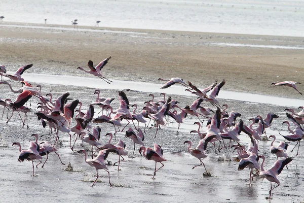 Rote Flamingos — Stockfoto