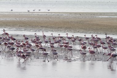 Kırmızı flamingolar
