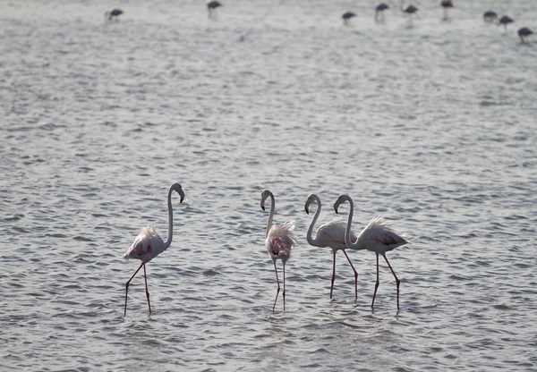 Red flamingos — Stock Photo, Image