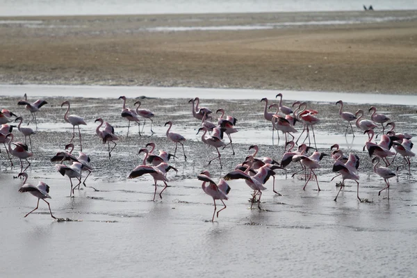 Red flamingos — Stock Photo, Image