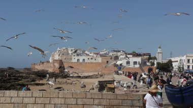 Essaouira, Fas 'ın Sahil Medine' sinde Uçan Martılar