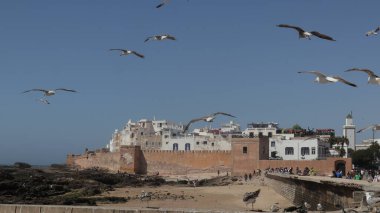 Essaouira, Fas 'ın Sahil Medine' sinde Uçan Martılar