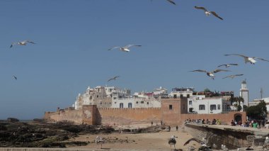 Essaouira, Fas 'ın Sahil Medine' sinde Uçan Martılar