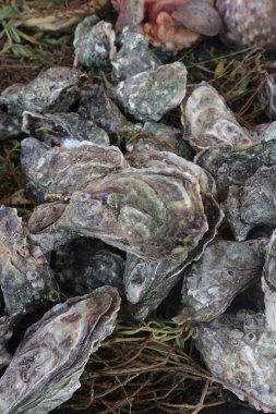 Limonlu taze istiridye.