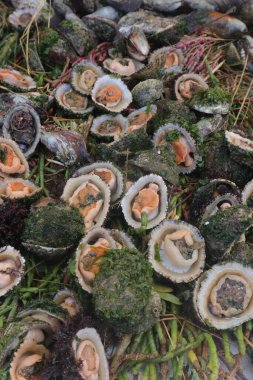 Doğal Yosun Yatağında Taze Deniz Kabukluları