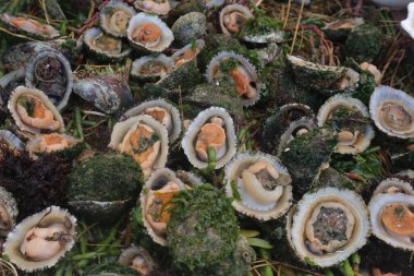 Doğal Yosun Yatağında Taze Deniz Kabukluları