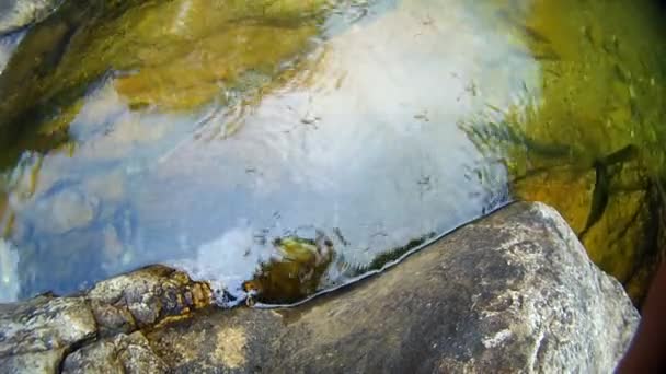 Vatten insekter i en sjö — Stockvideo