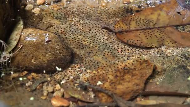 Œufs de grenouille dans l'eau — Video