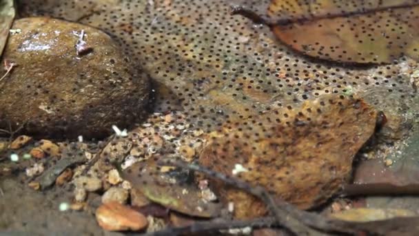 Žabí vajíčka do vody — Stock video