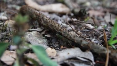 İşçi karıncalar sütunu