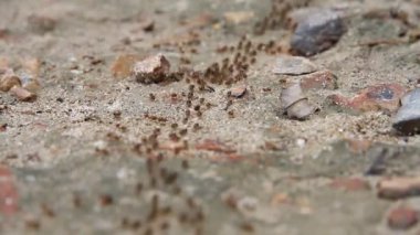 İşçi karıncalar sütunu