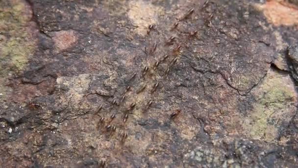 Colonne fourmis ouvrières 