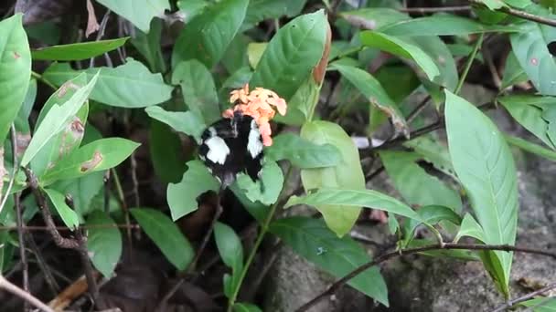 Fekete egy fehér pillangó — Stock videók
