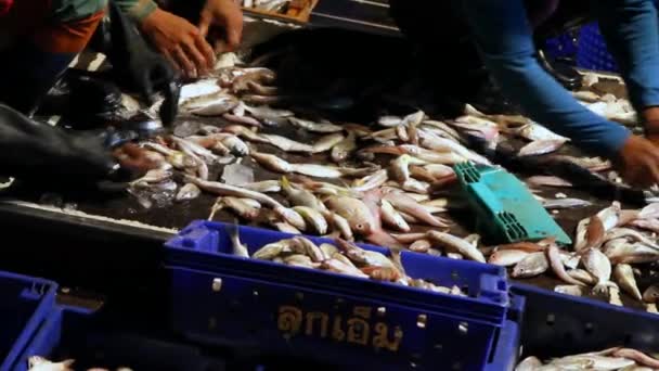 Fische im Boot sortieren — Stockvideo