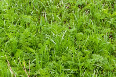 Çimen dokusu. Güneşle ıslanmış yeşil çimenler. Bahar bitkileri.