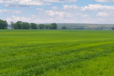 Perspektife doğru genişleyen geniş, parlak yeşil bir alan. Bahar tarlası buğday ya da çavdar.