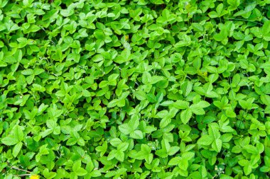 Çilek ormanı. Çilek tarlası. Taze çilek yaprakları, üst manzara..