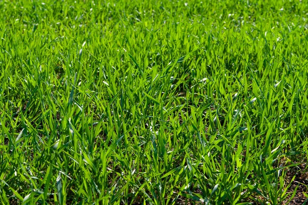 Світло Зелена Текстура Трави Зимове Житнє Або Пшеничне — стокове фото
