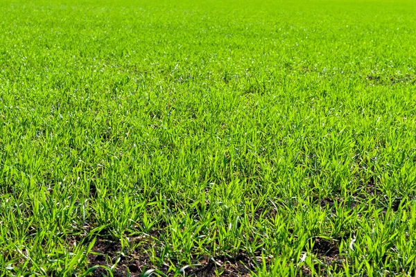 Sonnendurchflutetes Grünes Gras Der Perspektive Winterroggen Oder Weizen — Stockfoto