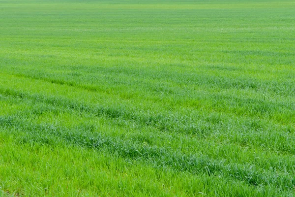 Весняне Поле Озимих Зернових Текстура Трави — стокове фото