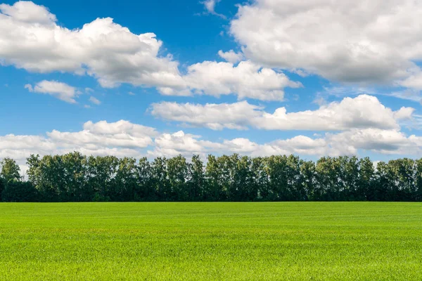 Wiosenny Krajobraz Piękne Zielone Pole Pod Błękitnym Niebem Białymi Chmurami — Zdjęcie stockowe