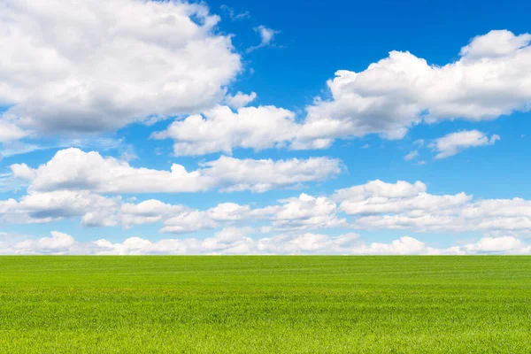 Красивое Зеленое Поле Простирается Перспективу Голубым Высоким Небом Белыми Облаками Лицензионные Стоковые Изображения