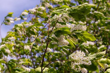 Prunus padus, kuş kirazı, böğürtlen, böğürtlen ya da mayday ağacı olarak bilinir. Rüzgarda uçuşan kiraz dalları. Soğuk havada çiçek açan kiraz..