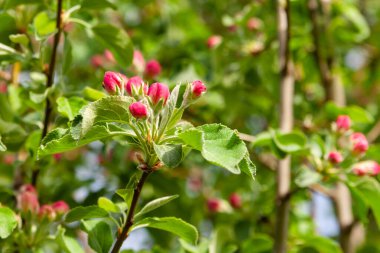 İlkbaharda çiçek açan elma ağacının kırmızı tomurcukları yaprakların arka planına karşı. Yakın plan. Seçici odak.
