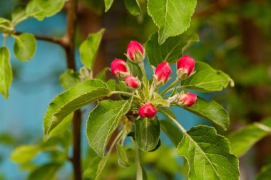 Baharda çiçek açan elma ağacının kırmızı tomurcukları. Yakın plan. Seçici odak.